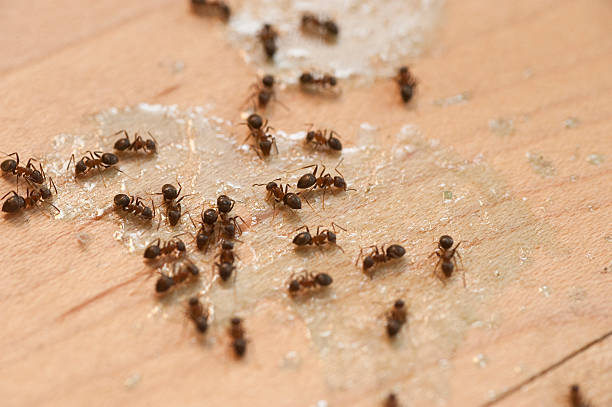 Best Wildlife Control Services  in Las Flores, CA