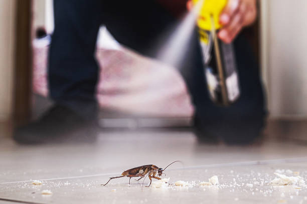 Professional Pest Control in Las Flores, CA